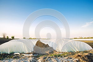 Growing organic vegetables in small greenhouse under plastic film on the field. Farming Agriculture Farmland. Selective focus