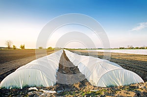 Growing organic vegetables in small greenhouse under plastic film on the field. Farming Agriculture Farmland. Selective focus