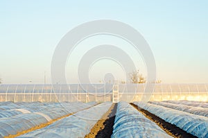 Growing organic vegetables in small greenhouse under plastic film on the field. Farming Agriculture Farmland. Selective focus