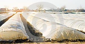 Growing organic vegetables in small greenhouse under plastic film on the field. Farming Agriculture Farmland. Selective focus