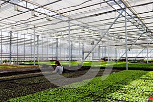 Growing of ornamental plants, shrubs flowers for gardening in modern hydroponic greenhouse with climate control system