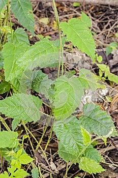 Closeup Of Nettle Plant photo