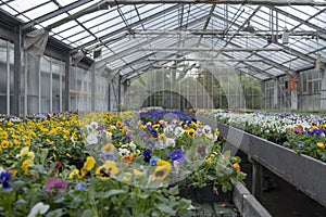 Growing pansy flowers of multi colors in the greenhouse