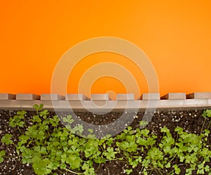 Growing parsley in a pot