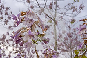 Growing Paulonia Imperial Paulownia tomentosa with purple flowers photo