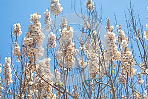 Growing Paulonia Imperial (Paulownia tomentosa photo