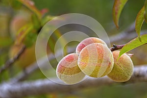 Growing peaches, species Prunus persica a deciduous tree native to Northwest China, where it was first domesticated.