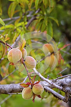 Growing peaches, species Prunus persica a deciduous tree native to Northwest China, where it was first domesticated.