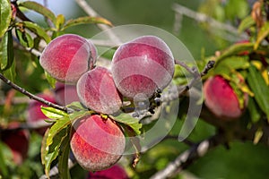 Growing peaches, species Prunus persica a deciduous tree native to Northwest China, where it was first domesticated.