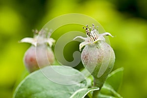 Growing pear gieser wildeman orchard photo