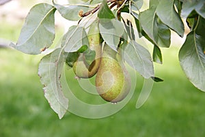 Growing pears