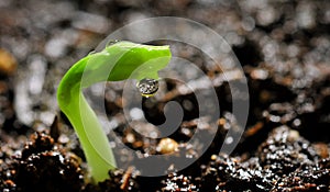 Growing peas