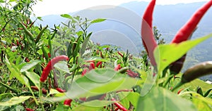 Growing pepper in mountains