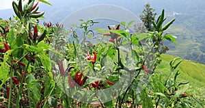 Growing pepper in mountains