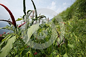 Growing  pepper Organic