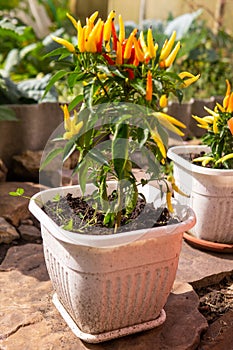 Growing pepper in a pot in the yard of a country house. Gardening and country life.