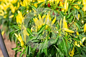 Growing pepper in a pot in the yard of a country house. Gardening and country life.