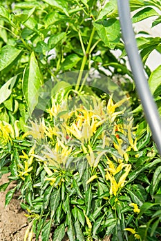 Growing pepper in a pot in the yard of a country house. Gardening and country life.