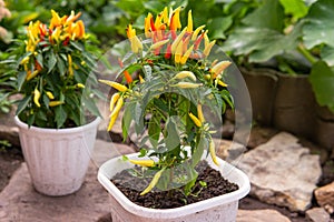 Growing pepper in a pot in the yard of a country house. Gardening and country life.