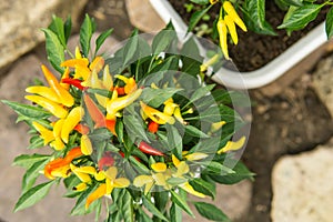 Growing pepper in a pot in the yard of a country house. Gardening and country life.