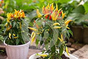 Growing pepper in a pot in the yard of a country house. Gardening and country life.