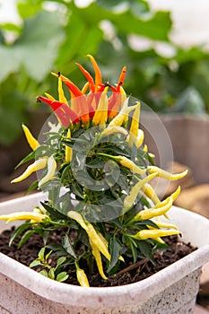 Growing pepper in a pot in the yard of a country house. Gardening and country life.