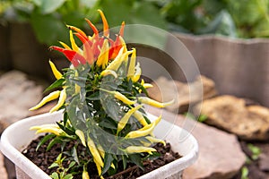 Growing pepper in a pot in the yard of a country house. Gardening and country life.