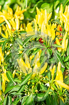 Growing pepper in a pot in the yard of a country house. Gardening and country life.