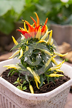 Growing pepper in a pot in the yard of a country house. Gardening and country life.