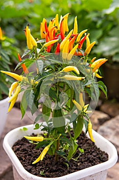 Growing pepper in a pot in the yard of a country house. Gardening and country life.