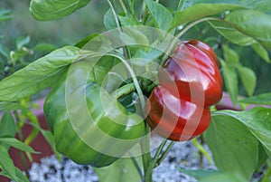 Growing Peppers