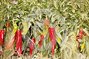 Growing peppers