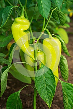 Growing peppers on the branches