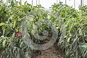 Growing peppers in the field