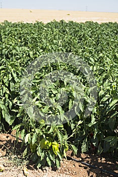 Growing peppers in the field