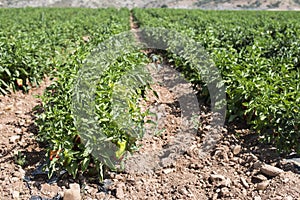 Growing peppers in the field