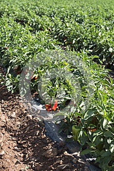 Growing peppers in the field