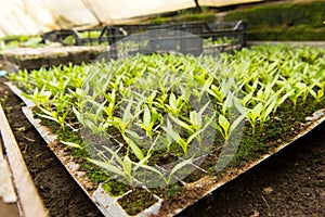 Growing peppers in greenhouses,