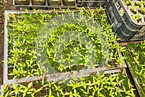 Growing peppers in greenhouses,