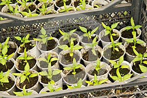 Growing peppers in greenhouses,