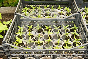 Growing peppers in greenhouses,