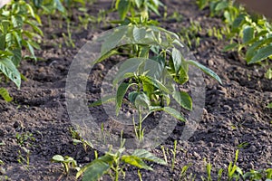 growing peppers in a homemade greenhouse