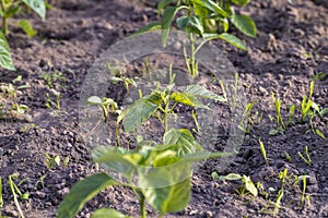 growing peppers in a homemade greenhouse