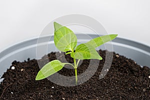 Growing peppers from seeds. Step 7 - the plant grows in a pot.