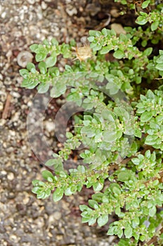 Growing Pilea Microphylla Plant photo