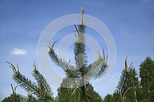 Growing pine branches cluster