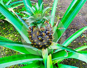 Growing Pineapple (Ananus comosus) photo