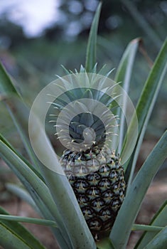 Growing Pineapple2