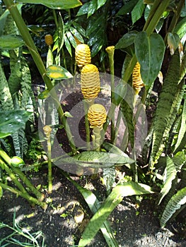 Growing pineapples on stalks