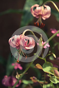 Growing pink Lilium tigrinum close up